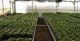 Wholesale Nurseries
